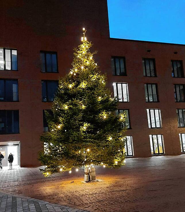 Auf dem Rathausplatz in Salem steht einer von elf Bäumen der Gemeinde. Er misst sieben Meter.