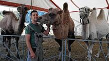 Zirkusdirektor in Arbeitshose: Rudolf Rocky Renz vom gleichnamigen Circus bei seinen Kamelen. Die Tiere sind ein Teil der Show &ndash; ...