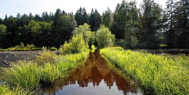 Wo sonst eigentlich ein Weg entlang führt, schwappt jetzt der Weiher über die Ufer.