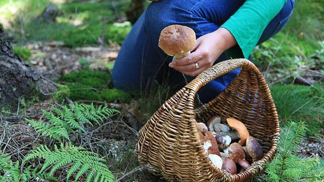 Das lässt das Sammler-Herz höher schlagen: Die Pilzsaison hat begonnen.