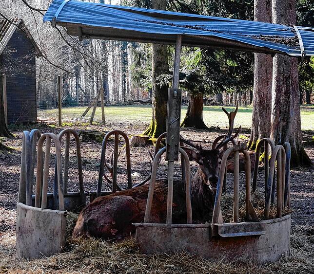 Bild 9: Tiere im Wildgehege und ihr Nachwuchs genießen die Sonne
