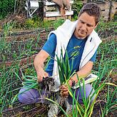 Im Schrebergarten erntet Jan Otte eine Lauchzwiebel.