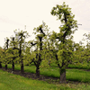 Spätestens bei der Ernte bekommen die Obstbauern in der Bodenseeregion die Folgen der Frostnächte Anfang April zu spüren. Schon jetzt ...