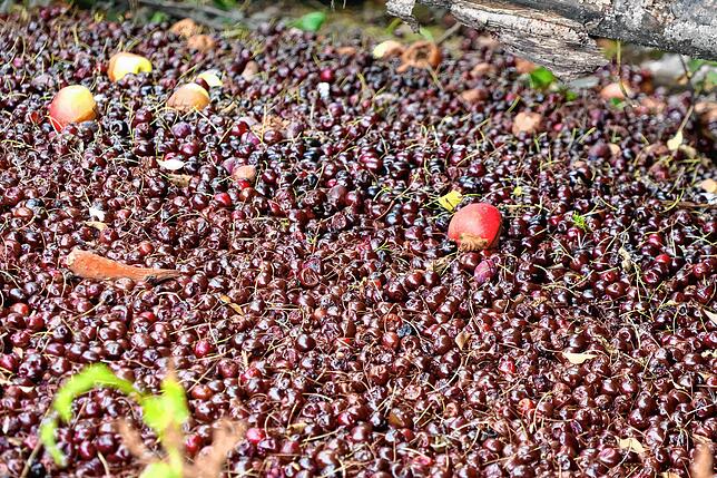 Das Kirschengrab auf dem Hof der Knoblauchs.