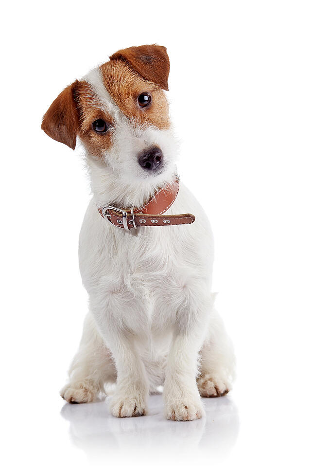 Jack Russel Terrier