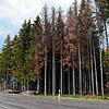 Borkenkäferbefall an einem Waldstück an der B 500 in Oberweschnegg. Auch in diesem Jsahr gibt es keine Entwarnung.