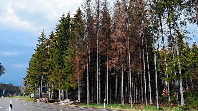 Borkenkäferbefall an einem Waldstück an der B 500 in Oberweschnegg. Auch in diesem Jsahr gibt es keine Entwarnung.