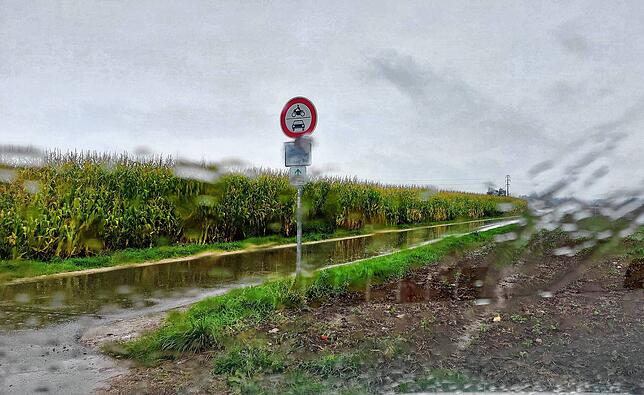 Dieses Maisfeld bei Allmendshofen wird vermutlich bald geerntet, sobald sich das Wetter etwas freundlicher zeigt. Das aktuelle ...