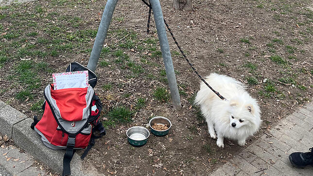 Ein ausgesetzter Spitz-Mischling sitzt am Dienstag, 11. März, im Konstanzer Stadtteil Paradies neben einem „Zu verschenken“-Schild. ...
