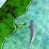 Was schwimmt denn da im bauchtiefen Wasser?