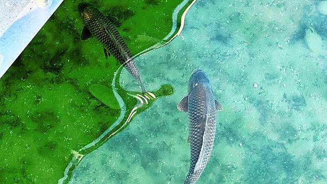 Was schwimmt denn da im bauchtiefen Wasser?