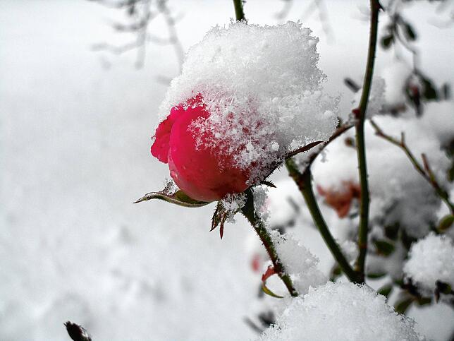 Rose mit Schneehaube &ndash; gesehen in Görwihl.