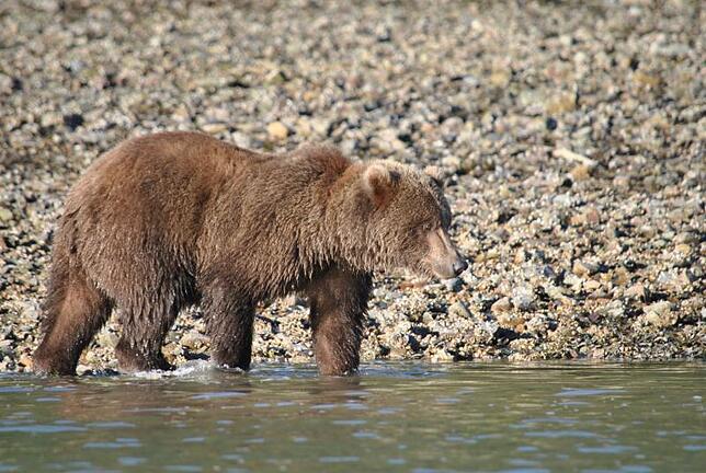 Bild 8: Die schönsten Tierfotos aus Alaska und British Columbia