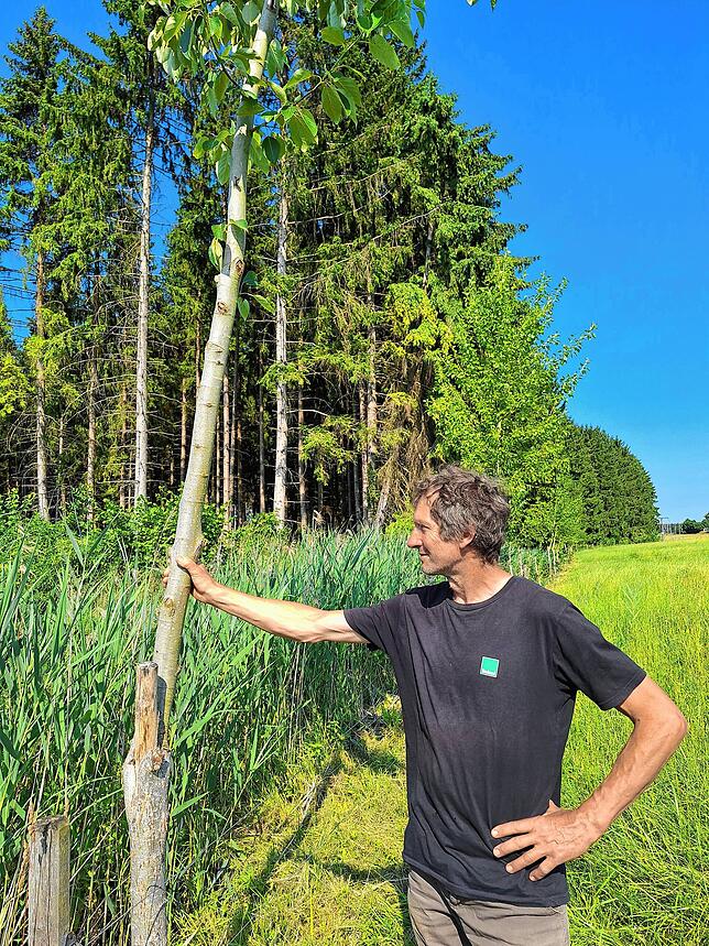 Aus dem Steckling einer Hybridpappel ist ein Stamm ausgetrieben. Pappeln lieben es feucht und wachsen schnell.