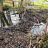 Dieser Biberdamm im Kaltbrunner Bach nahe der kleinen Brücke machte Probleme und wurde von der Gemeinde Allensbach deshalb in Abstimmung ...