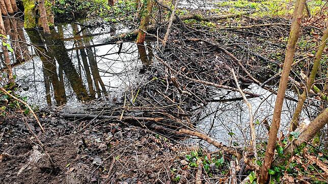 Dieser Biberdamm im Kaltbrunner Bach nahe der kleinen Brücke machte Probleme und wurde von der Gemeinde Allensbach deshalb in Abstimmung ...