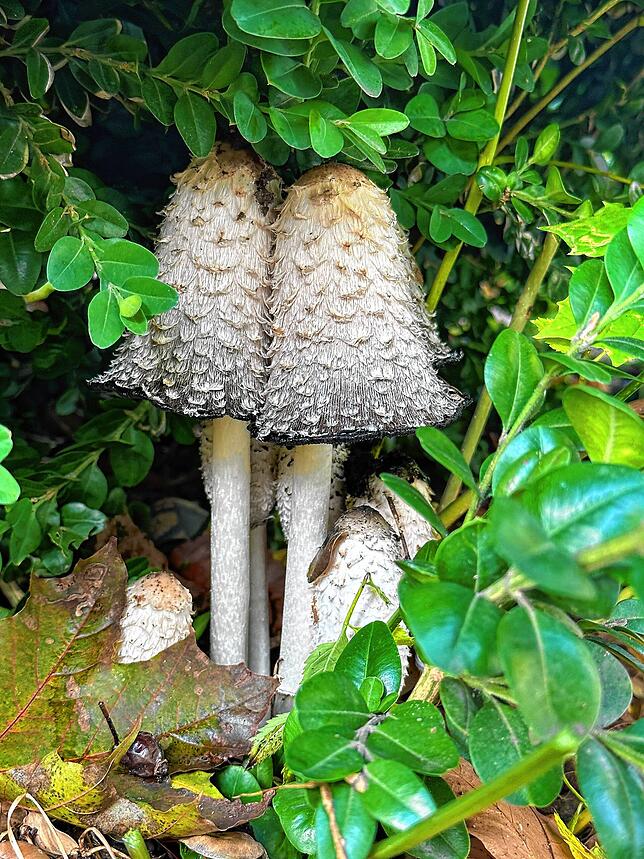 Pilze und Herbst gehören zusammen.
