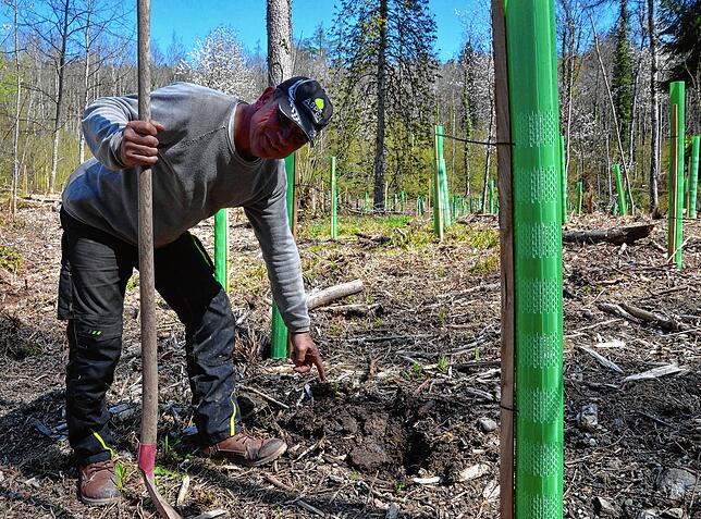 Unter der oberen Krume ist der Waldboden noch feucht, zeigt Bernhard Brutsch.