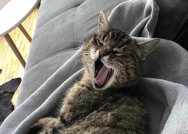 Bild 3: Tierglück: Wenn die geliebte Katze nach Jahren wieder auftaucht <div><div> </div></div>