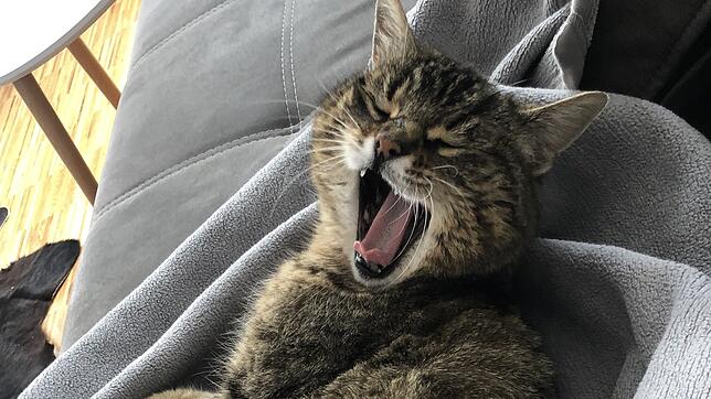Bild : Tierglück: Wenn die geliebte Katze nach Jahren wieder auftaucht <div><div> </div></div>