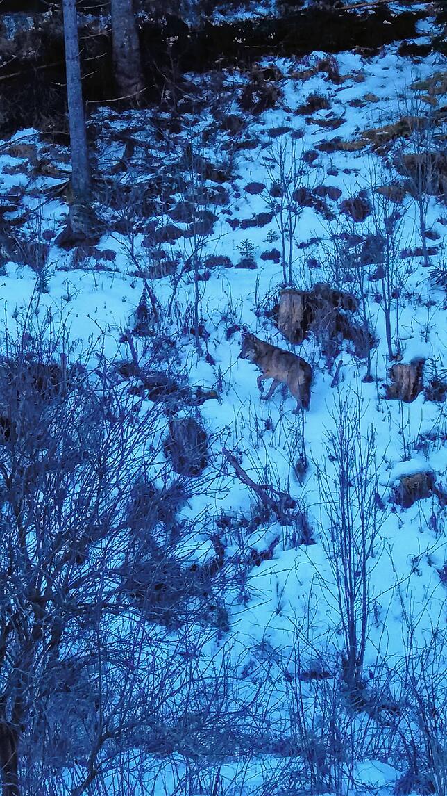 Der Saarländer Patrik Wagner hat bei einem Schwarzwald-Urlaub im Dezember 2017 offenbar einen Wolf bei Vöhrenbach gesichtet und ...