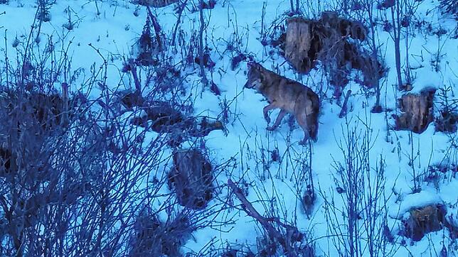 Dieser Wolf wurde bei Vöhrenbach gesichtet.