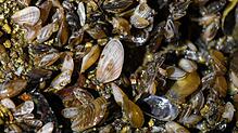 Quagga-Muscheln in einer technischen Anlage der Bodenseewasserversorgung in Sipplingen.