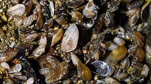 Quagga-Muscheln in einer technischen Anlage der Bodenseewasserversorgung in Sipplingen.