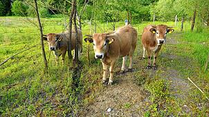 Aubrac-Rinder kommen auch mit wenig nahrhafter Nahrung zurecht. Die Beweidung soll in der Nähe der Sauldorfer Seen auch dem Naturschutz ...