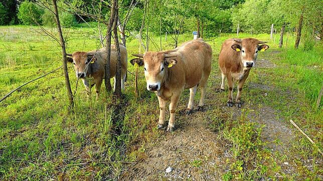 Aubrac-Rinder kommen auch mit wenig nahrhafter Nahrung zurecht. Die Beweidung soll in der Nähe der Sauldorfer Seen auch dem Naturschutz ...
