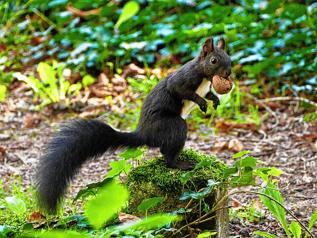 Ein Eichhörnchen hat sich auf dem historischen Friedhof in Bad Säckingen eine Nuss ergattert.