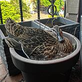 (Archivbild) Anfang Juni brütete diese Stockente auf einem Balkon im Stadtteil Paradies. Anwohner Peter Wüst kümmerte sich liebevoll um ...