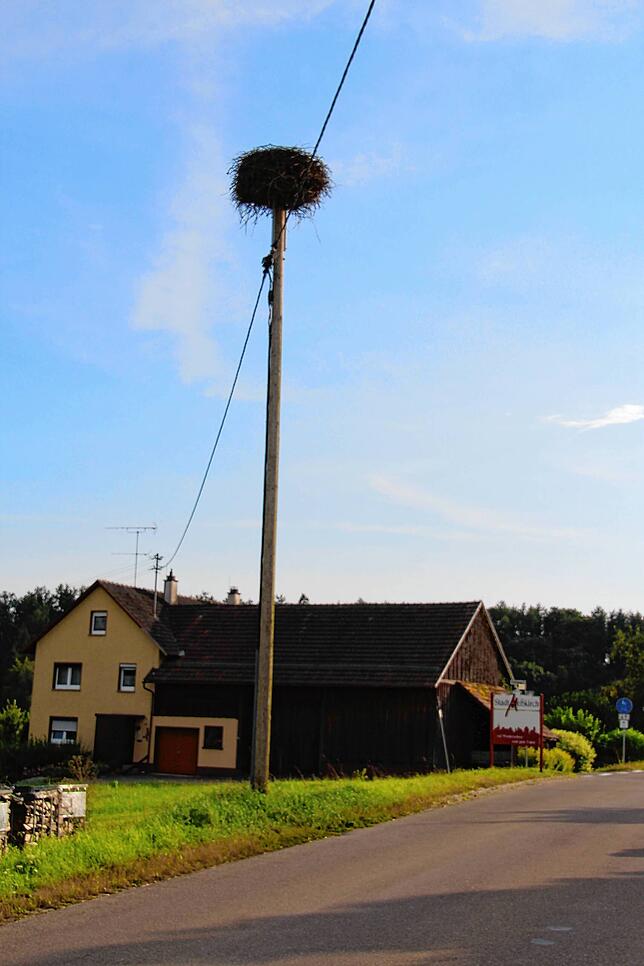 Eines der fünf Storchennester, die es inzwischen in Menningen gibt.