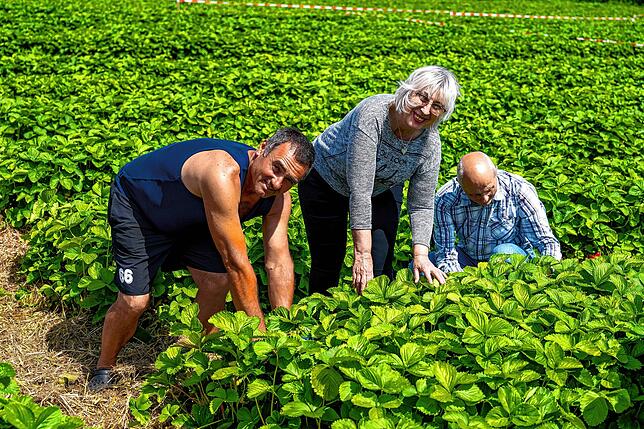 Ion Besilo (links) zeigt Lucia Bacrau und Wolfgang Zürn, wo sie die besten Erdbeeren finden.