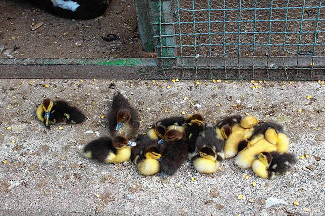 In der Lochmühle leben viele Bauernhoftiere.