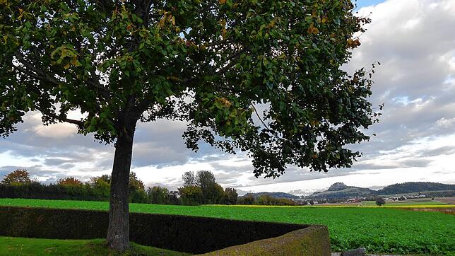 Jenseits der Hecke am Riedheimer Friedhof, wo jetzt nur Feld ist, könnten Unterkünfte für 20 Flüchtlinge entstehen. Bild: Ingeborg Meier