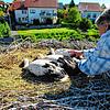 Nach der Beringung setzt Storchenbeauftragte Ute Reinhart den Nachwuchs wieder schön zusammen ins Nest.