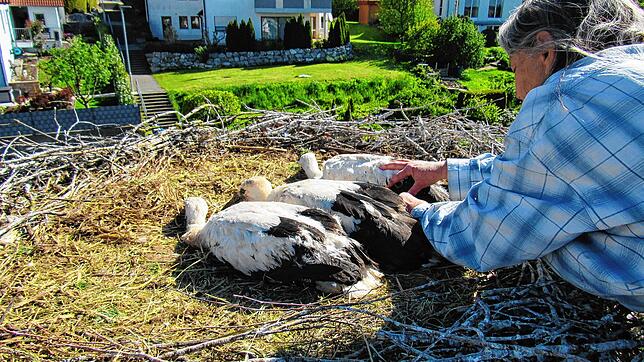 Nach der Beringung setzt Storchenbeauftragte Ute Reinhart den Nachwuchs wieder schön zusammen ins Nest.