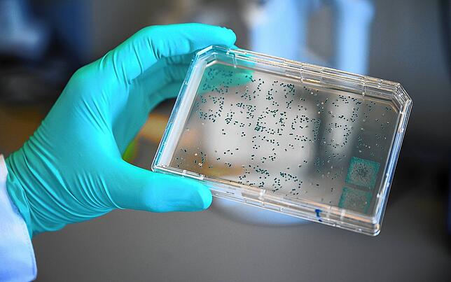 Ein Mitarbeiter schaut sich im Curevac-Labor einen Träger mit Bakterien an, aus denen DNA und anschließend RNA gewonnen wird.