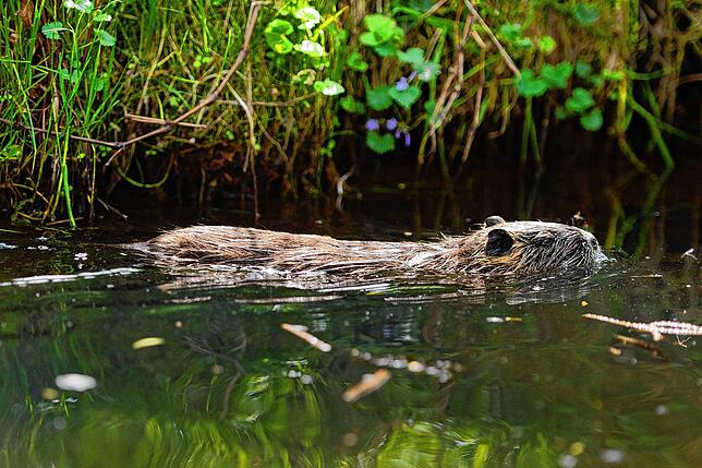 Bevorzugt halt sich die Nutria in sumpfartigen Gebieten auf.