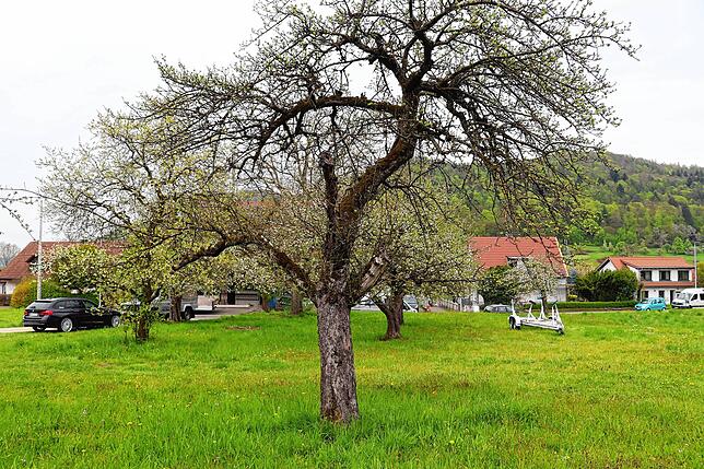Bild 15: Streit um das Freiwiesle: So sieht die Streuobstwiese aktuell aus
