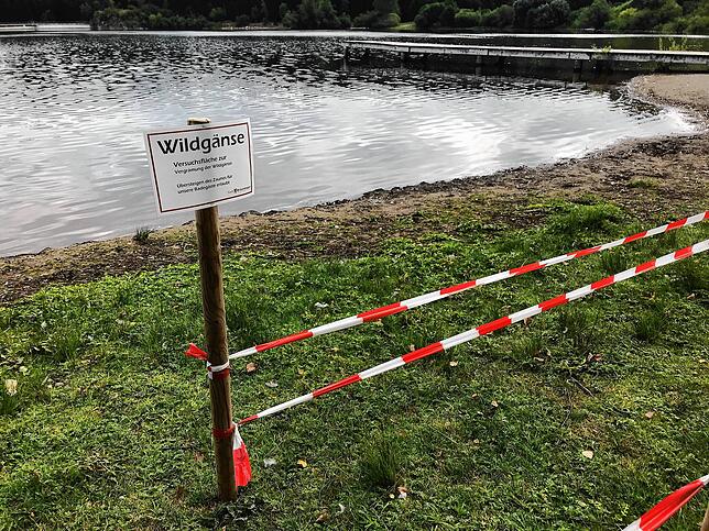 Am Südufer wurde eine Versuchsfläche zur Vergrämung der Wildgänse angelegt