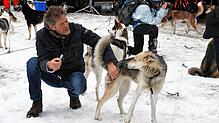 Im Husky-Camp können die Besucher trotz des abgesagten Rennens Schlittenhunde ganz nah erleben.