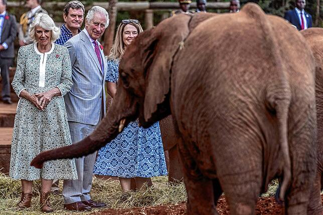 Der britische König Charles III. (2.v.l) und Königin Camilla (l.) betrachten Anfang November während ihres Aufenthalts in Kenia einen ...