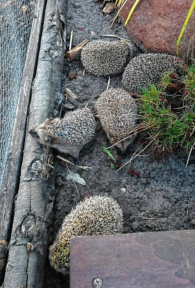 Blick ins Freigehege der Tiengener Igel-Pflegestation.
