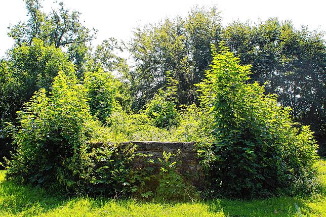 Reste der Nellenburg kann man anschauen, wenn man den Wegweisern am Ende der Nellenburgstraße folgt. Nach rund 400 Metern steht man auf ...