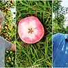 Sortenexperte Ulrich Mayr (links) forscht daran, welche Sorten sich für die Bodensee-Region eignen. Teils landen schon heute Äpfel mit ...
