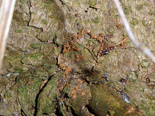 Deutlich zu sehen an dieser Fichte im Hochwald bei Fützen ist das braune Käfermehl.