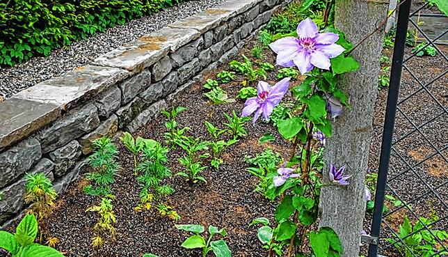 Als Abgrenzung gegen den Wurzeldruck der Eibenhecke wurde am Ostrand des Rosengartens im Zuge der aktuellen Sanierung eine kleine Mauer ...