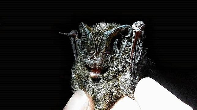 Die Mopsfledermaus wurde im Rahmen der Untersuchungen des Naturschutzgroßprojektes Baar gefangen und mit einem Sender ausgestattet.